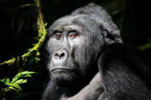 gorilla-safaris-uganda