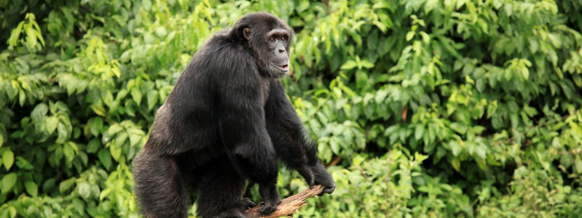 chimpanzee-uganda