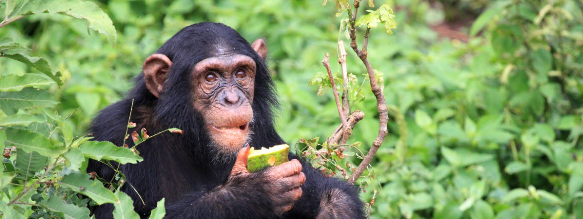 chimp-uganda