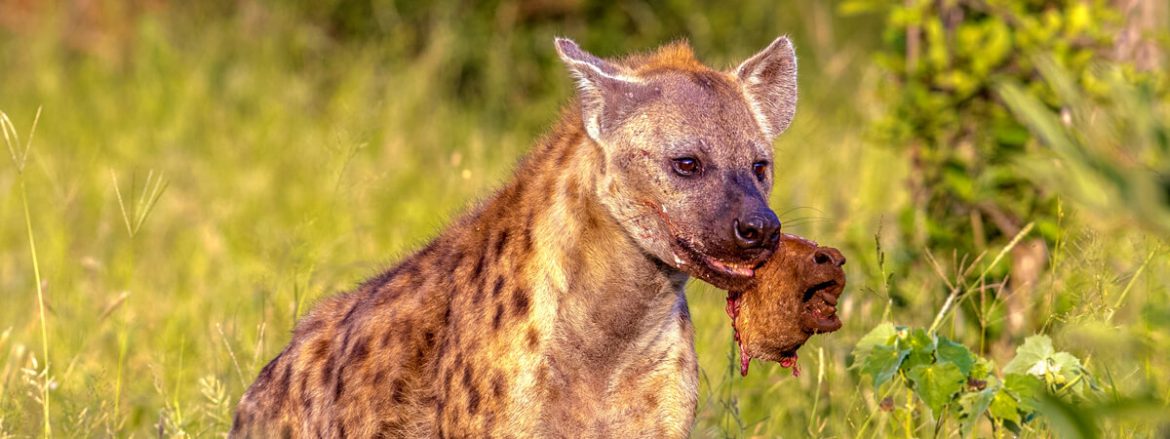 hyena-wildlife-uganda