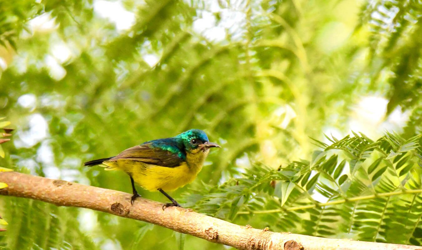 birding-bwindi