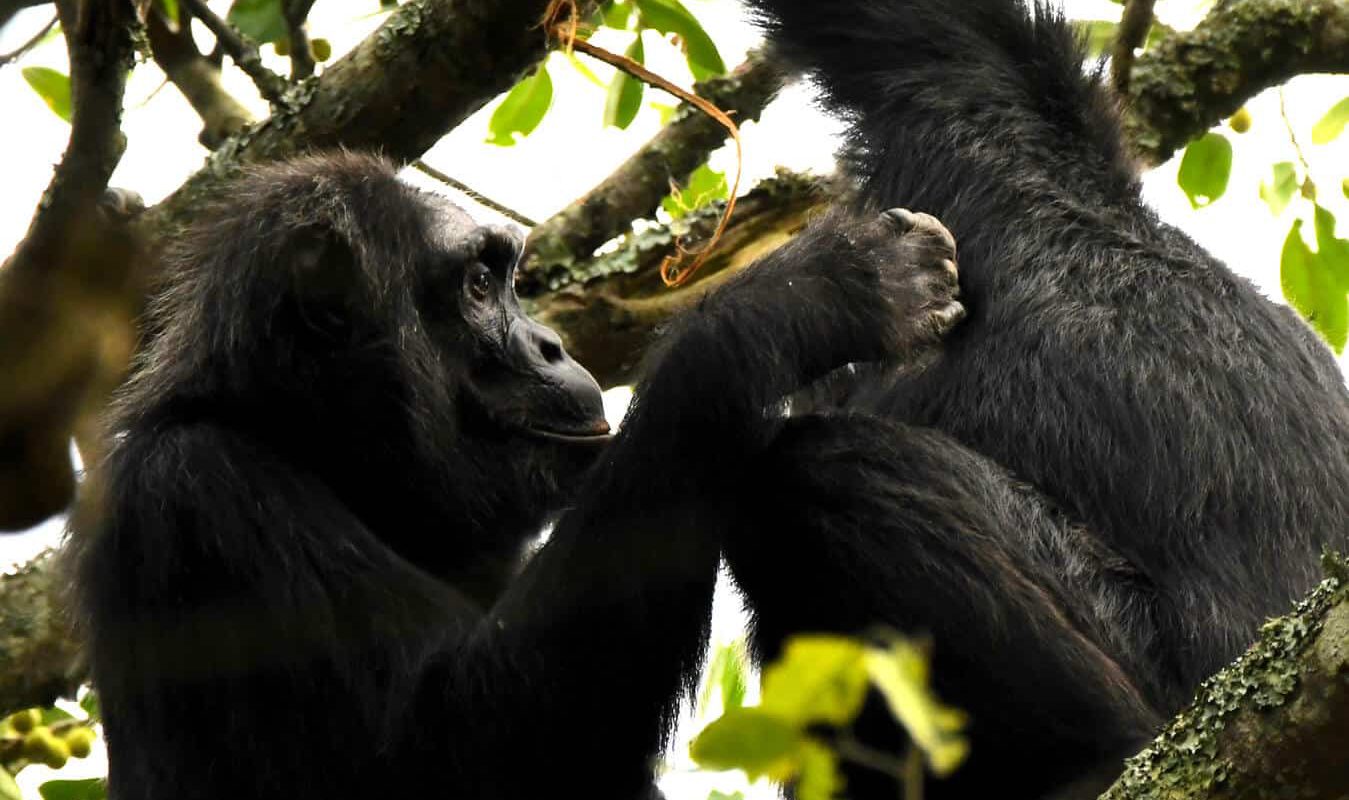 primate-capital-uganda